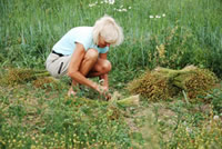 Linbild