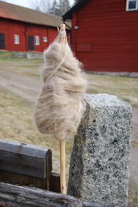 bild linspinne