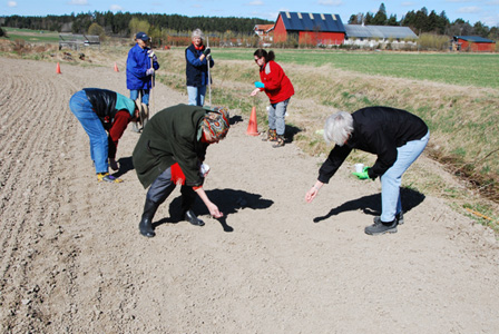 Linsådd