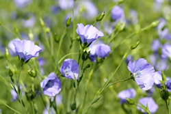 linblommor
