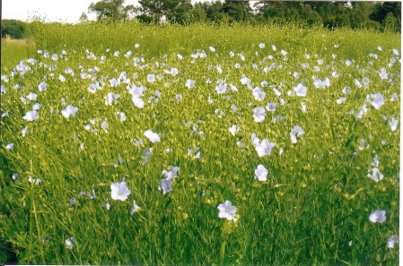 linberedning