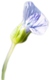 logo linblomma